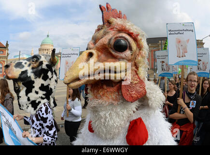 Potsdam, Deutschland. 31. August 2014. Ein Demonstrant, gekleidet wie ein Huhn, beteiligt sich an einer Protestkundgebung gegen industrielle Tierhaltung in Potsdam, Deutschland, 31. August 2014. Der Protest lief unter dem Motto "Wir Haben es Satt - Massentierhaltung Abwaehlen" (wir sind up - Drop industrielle Tierhaltung füttern) in Potsdam, wo mehrere hundert Sympathisanten und Aktivisten die Rallye befürworten eine Abkehr vom industriellen Tierhaltung und zur Unterstützung mehr Tier- und Environemntal Schutz verbunden. Foto: Ralf Hirschberger/Dpa/Alamy Live News Stockfoto