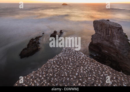 Nahaufnahme der Tölpelkolonie am Muriwai Beach, Westküste in der Nähe von Auckland, Nordinsel, Neuseeland Stockfoto