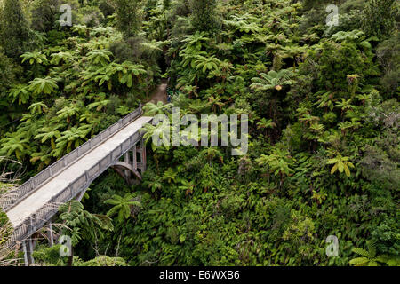 Baumfarne, Bridge to Nowhere, walking Track, Whanganui River, North Island, Neuseeland Stockfoto