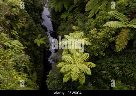 Brücke ins nichts und Baumfarne von oben, Wanderweg, Nebenfluss Fluss des Whanganui River, North Island, Neuseeland Stockfoto
