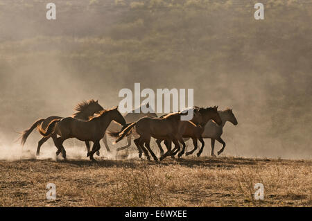 Herde von wilden Mustangs zusammen bei Sonnenuntergang Staubwolke auf dem trockenen kalifornischen Terrain galoppieren Stockfoto