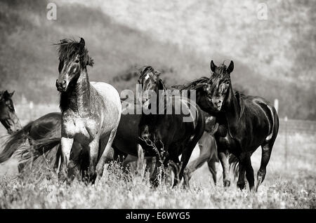 Schwarz / weiß Bild einer Herde von wilden Mustangs bei Rückkehr nach Freiheit Wild Horse Sanctuary, USA Stockfoto