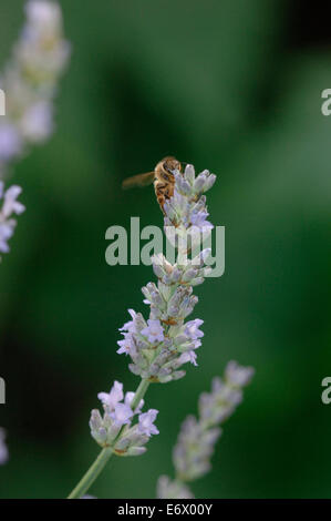 Eine Biene auf einer Lavendel Blume. Stockfoto