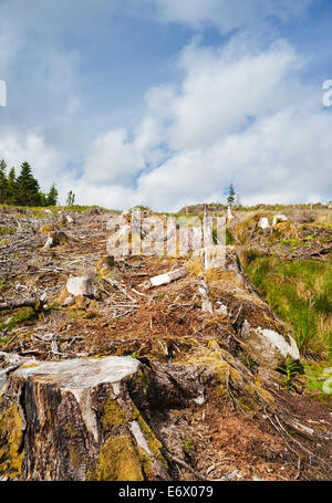 Luggala Woods, einer verwalteten Nadel-Forstwirtschaft-Plantage in die Wicklow Mountains, County Wicklow, Ireland, 2009 Stockfoto