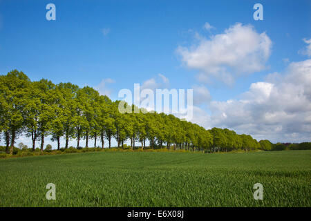 Allee von Linden, Holsteinische Schweiz, Schleswig-Holstein, Deutschland Stockfoto