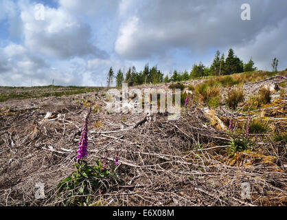 Luggala Woods, einer verwalteten Nadel-Forstwirtschaft-Plantage in die Wicklow Mountains, County Wicklow, Ireland, 2009 Stockfoto