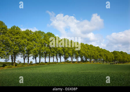 Allee von Linden, Holsteinische Schweiz, Schleswig-Holstein, Deutschland Stockfoto