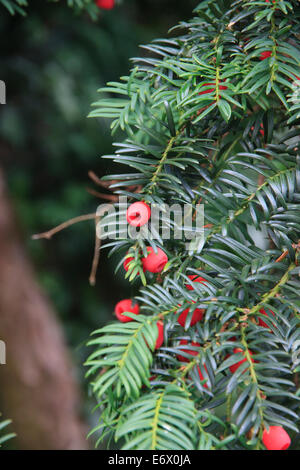 Eibe Baum Beeren Taxus baccata Stockfoto