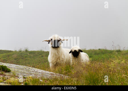 Valais Blacknose Schaf, Mutterschaf mit Lamm in einer nebligen Landschaft Stockfoto