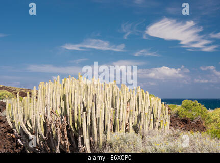 Cardon (Euphorbia Canariensis), auch bekannt als Kanarische Wolfsmilch, wachsen auf Lava neben dem Ozean auf Malpais de Guimar, Teneriffa Stockfoto