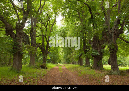 Allee von Linden, Thüringen, Deutschland Stockfoto