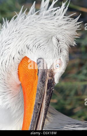 Details auf dalmatinische Pelikan (Pelecanus Crispus) Kopf Stockfoto