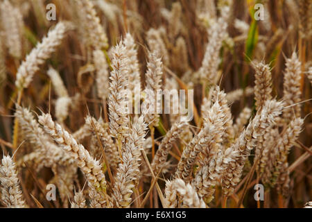 Reife Ähren in Norfolk, UK, Feld Stockfoto