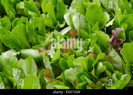 Gemischter Salat Blätter wachsen in einer Terrasse-Wanne Stockfoto