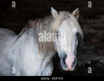 Abschnitt A Welsh Mountain Pony im Stall Stockfoto