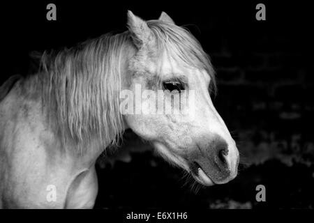 Abschnitt A Welsh Mountain Pony im Stall Stockfoto