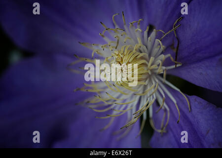 Nahaufnahme des Zentrums von Clematis Blume Stockfoto