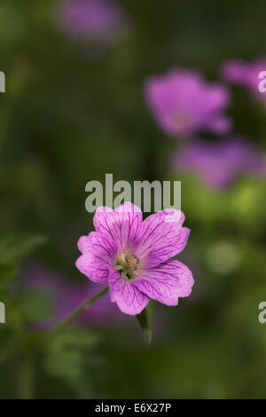 Geranium Endressii "Wargrave Pink" Stockfoto