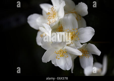 Philadelphus 'Belle Etoile' Mock Orange blossom Stockfoto