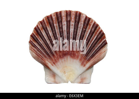 Irische flache Jakobsmuschel Muschel Pecten maximus Stockfoto