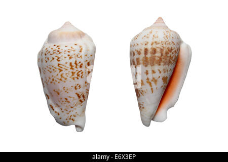 Erdbeere Conch begeistert luhuanus Stockfoto