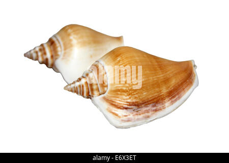 Hund Laevistrombus Conch canarium Stockfoto