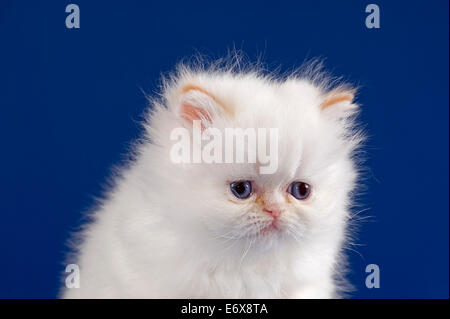 Rassekatze, persische Katze, Kätzchen, mit Nase, 5 Wochen Stockfoto