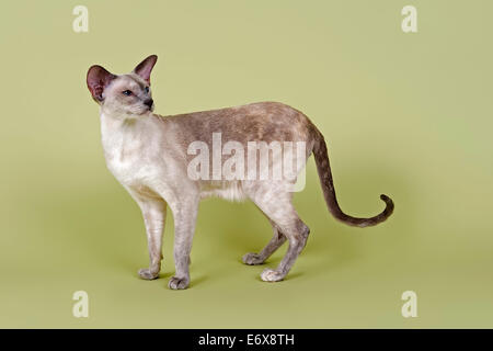 Siamkatze, 2 Jahre, blau Tortie point Färbung Stockfoto