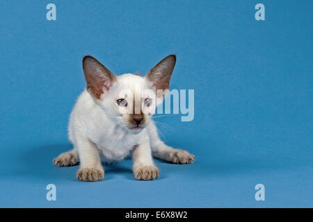 Siam-Katze Stockfoto