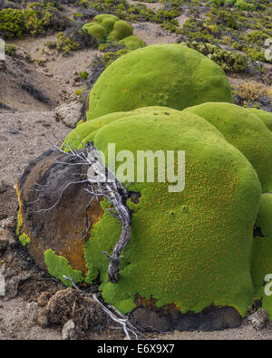 Yareta oder Llareta Kissenpflanze (Azorella compacta) wächst an den Hängen des Vulkans Taapacá, Arica y Parinacota Region Stockfoto