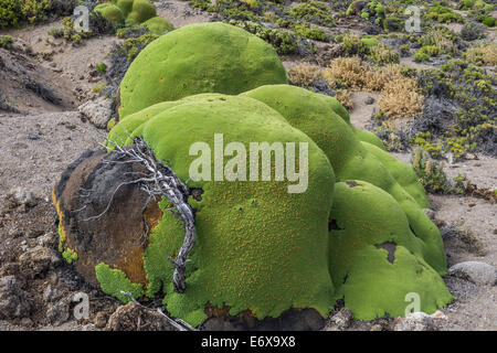 Yareta oder Llareta Kissenpflanze (Azorella compacta) wächst an den Hängen des Vulkans Taapacá, Arica y Parinacota Region Stockfoto