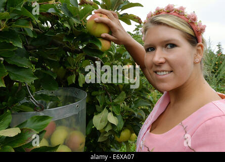 Schmergow, Deutschland. 01. Sep, 2014. Die amtierende Baum Blossoom Königin, Franziska Barche, erntet einen Apfel des Typs "Extremstyling, zu Beginn der Erntezeit pomaceous Früchte in Schmergow, Deutschland, 1. September 2014. Der Obstbau-Gesellschaft "Maerkische Obstbau GmbH Schmergow" wächst 31 verschiedene Arten von Äpfeln auf einer 78 Hektar große Farm. Foto: Bernd Settnik/Dpa/Alamy Live News Stockfoto