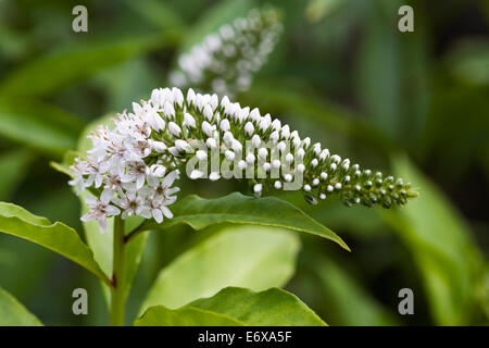 Lysimachia Clethroides. Schwanenhals Gilbweiderich Blüte. Stockfoto