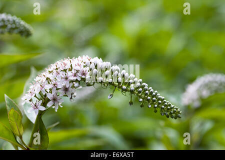 Lysimachia Clethroides. Schwanenhals Gilbweiderich Blüte. Stockfoto