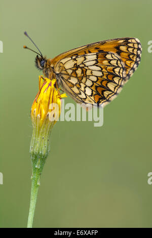 Heide Fritillary (Mellicta Athalia), Burgenland, Österreich Stockfoto