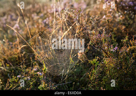 Niederlanden, Bussum, Heide und Moor genannt Fransche Kampheide. Sunrise. Spinnennetz Stockfoto