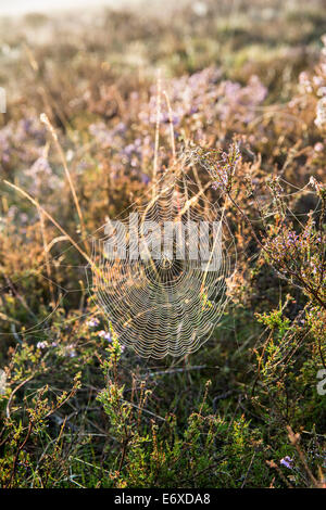 Niederlanden, Bussum, Heide und Moor genannt Fransche Kampheide. Sunrise. Spinnennetz Stockfoto