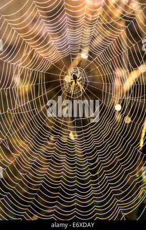 Niederlanden, Bussum, Heide und Moor genannt Fransche Kampheide. Sunrise. Spinnennetz Stockfoto