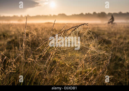 Niederlanden, Bussum, Heide und Moor genannt Fransche Kampheide. Sunrise. Spinnennetz und Radfahrer Stockfoto