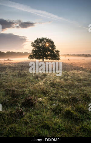 Niederlanden, Bussum, Heide und Moor genannt Fransche Kampheide. Sunrise. Mann mit Hund Stockfoto