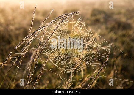 Niederlanden, Bussum, Heide und Moor genannt Fransche Kampheide. Sunrise. Spinnennetz Stockfoto