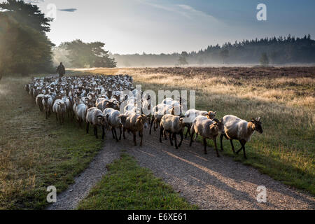 Niederlanden, Bussum, Heide und Moor genannt Fransche Kampheide. Schafherde und Hirten Stockfoto