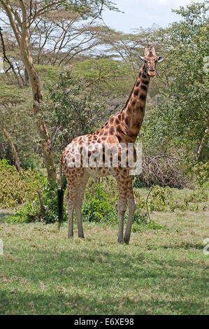 Rothschild Giraffen in Akazien Wald in Lake Nakuru National Park Kenia Ostafrika ROTHSCHILD GIRAFFE ACACIA LAKE NAKURU Stockfoto