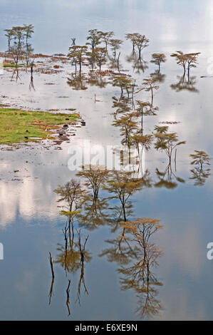 Gelben bellte Akazien stehen im Hochwasser mit schönen Reflexionen am Rande des Lake Nakuru Kenia Ostafrika ACACIA TR Stockfoto