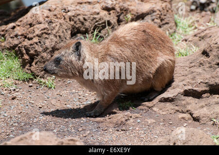 Rock Hyrax HETEROHYRAX TRYPANOSOMEN gesehen an Spitze der Pavian Klippen in Lake Nakuru National Park Kenia Ostafrika ROCK HYRAX See NAKUR Stockfoto