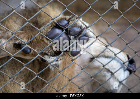 Tiger mit einer Pfote gedrückt gegen den Draht hinter einem Käfig in Chiang Mai, Thailand Stockfoto