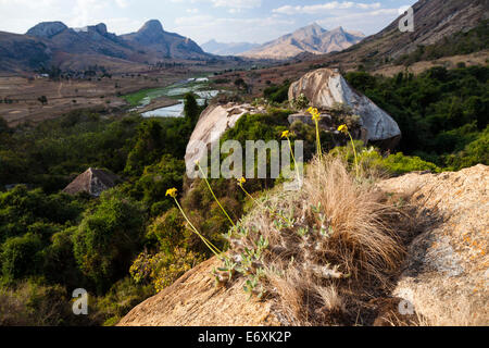 Elefanten Fuß Pflanze, Pachypodium Rosulatum, Anjaha Reserve in der Nähe von Ambalavao, Fianarantsoa Region, Madagaskar, Afrika Stockfoto