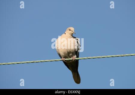 Collared Dove saß auf einem Draht gegen blauen Himmel Stockfoto