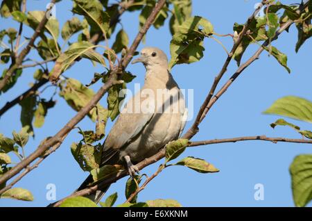 Juvenile Rotflügel Taube saß In einem Baum Stockfoto