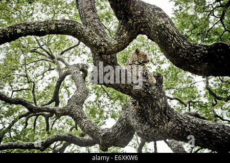 Leopard in Ebenholz Baum, Sabi Sands Game Reserve, Südafrika, Afrika Stockfoto